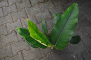 Rhaphidophora megaphylla
