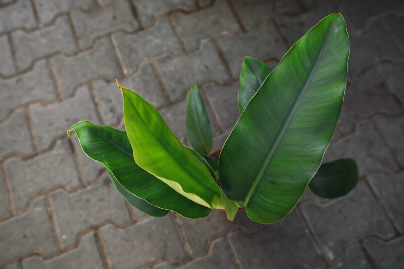 Rhaphidophora megaphylla