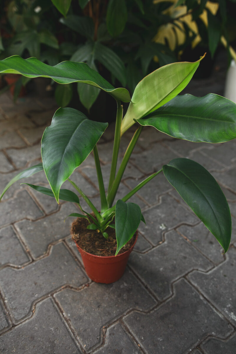 Rhaphidophora megaphylla