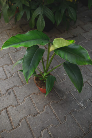 Rhaphidophora megaphylla