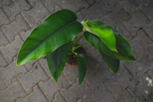 Rhaphidophora megaphylla