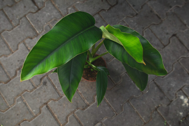 Rhaphidophora megaphylla
