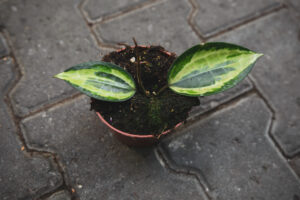 hoya latifolia pot of gold