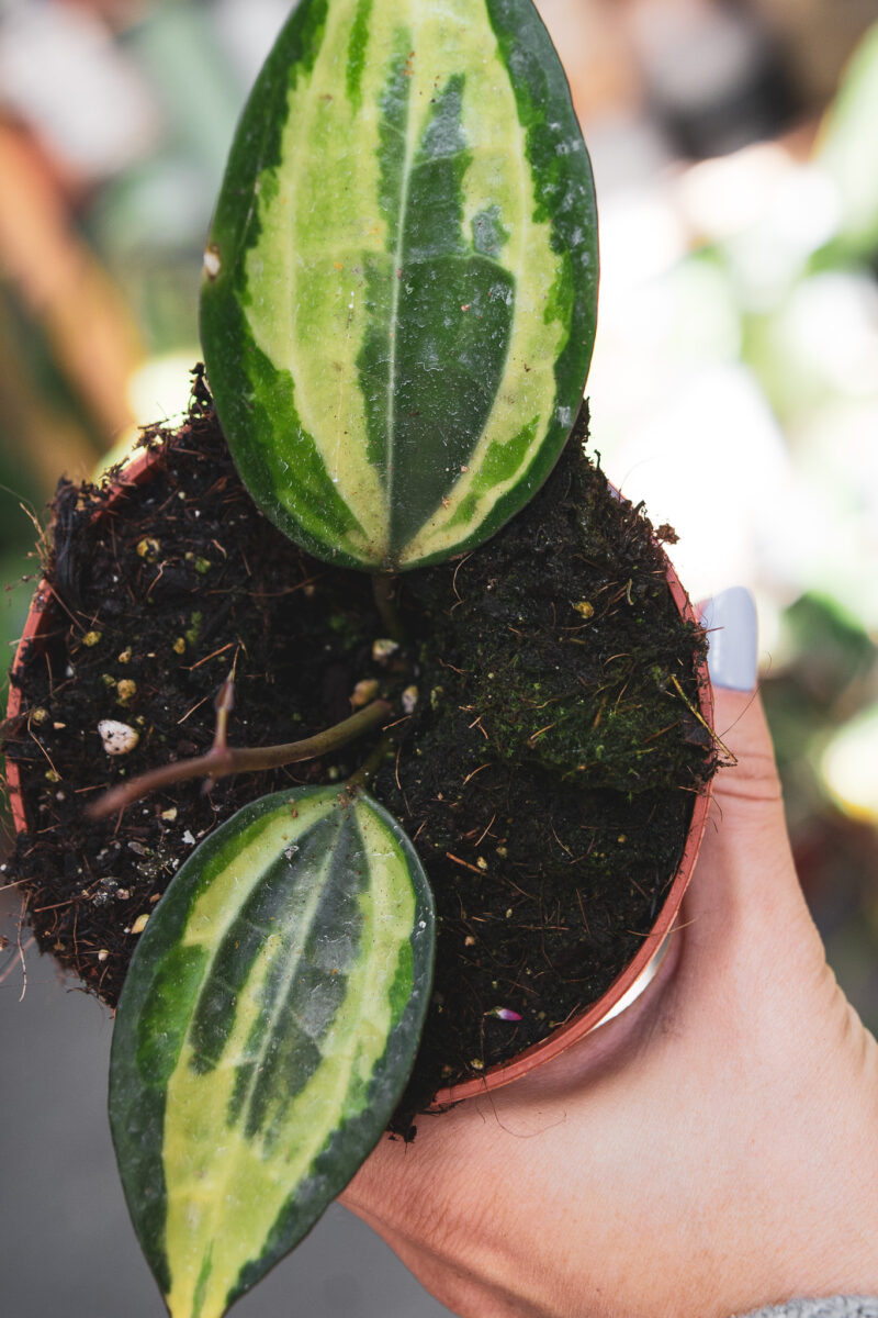 hoya latifolia pot of gold