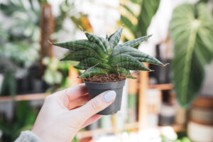 Sansevieria ‘Classic Fan’