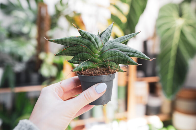 Sansevieria ‘Classic Fan’