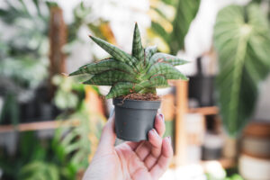 Sansevieria ‘Classic Fan’