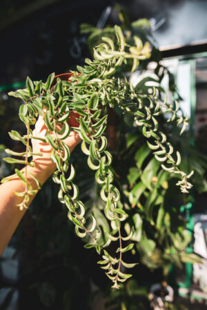 aeschynanthus twister – Eszynantus