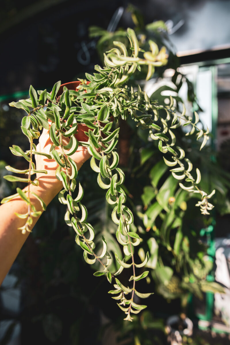 aeschynanthus twister – Eszynantus