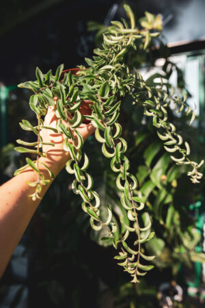 aeschynanthus twister – Eszynantus