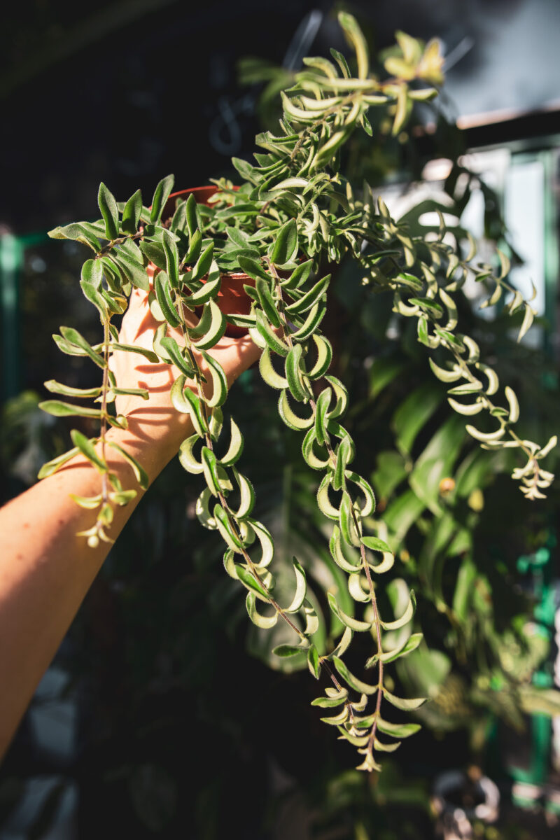 aeschynanthus twister – Eszynantus