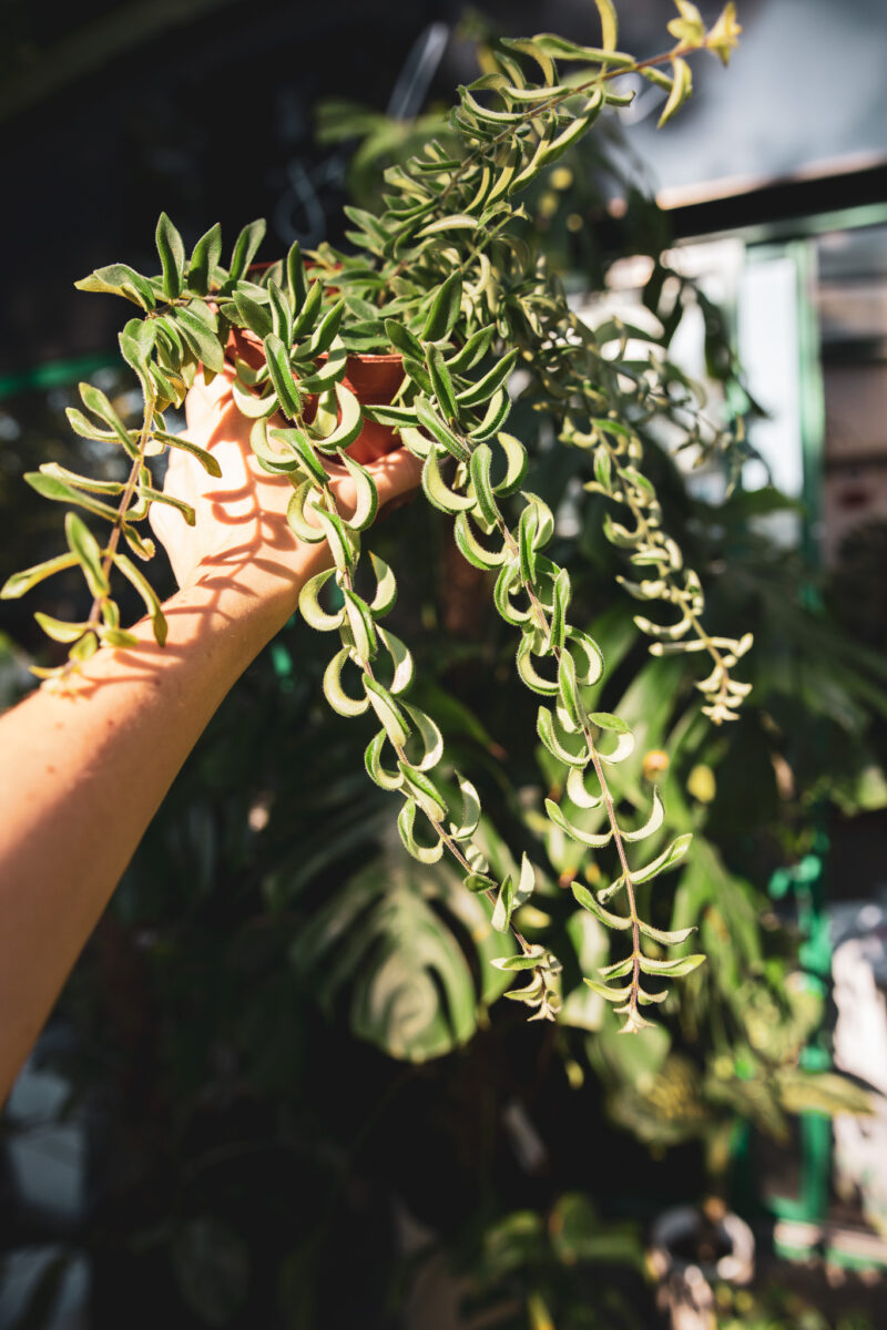 aeschynanthus twister – Eszynantus