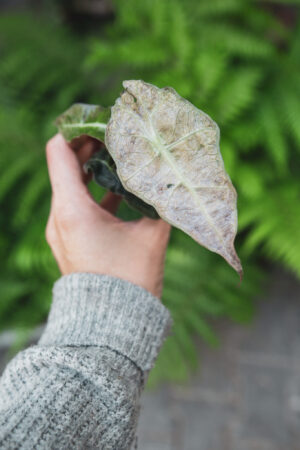 alocasia amazonica splash pink