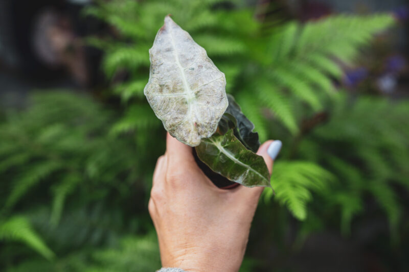 alocasia amazonica splash pink