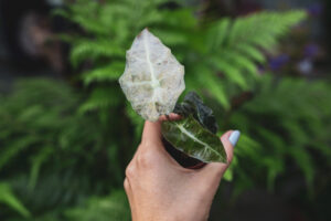 alocasia amazonica splash pink
