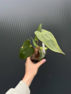 Anthurium Amazon Fox ‘inverse crossing’ x Anthurium Papilillaminum