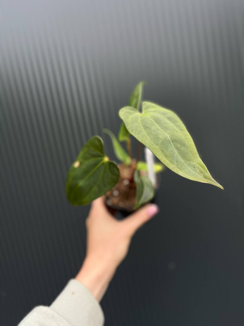 Anthurium Amazon Fox ‘inverse crossing’ x Anthurium Papilillaminum