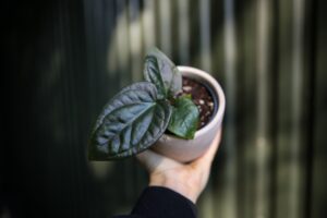 Anthurium Halloween Night