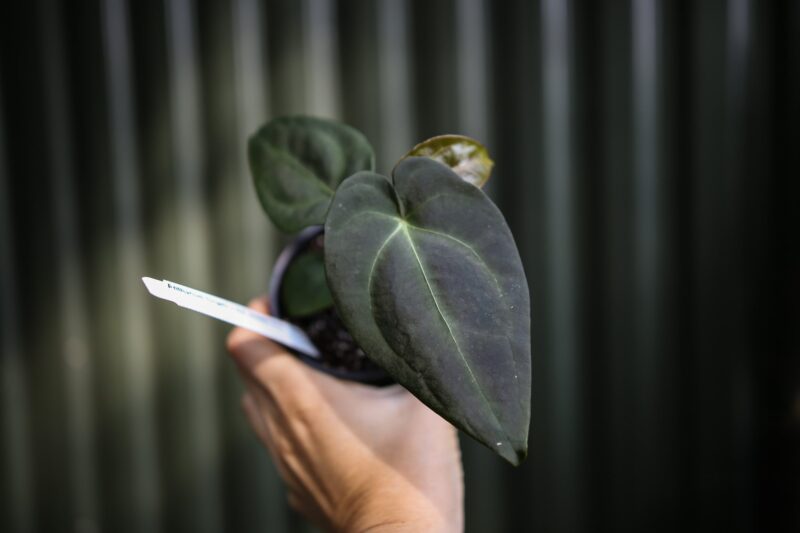 Anthurium Forgetii x Andean Moon