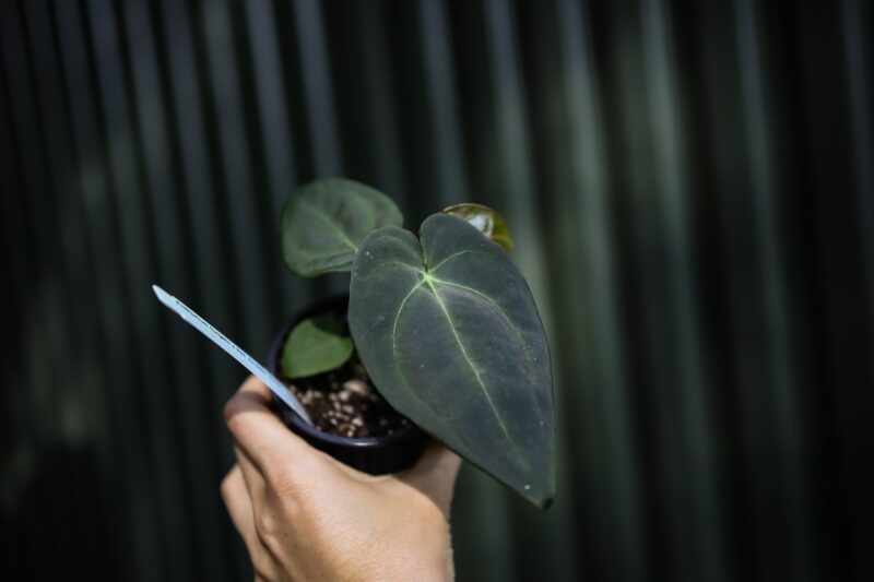 Anthurium Forgetii x Andean Moon