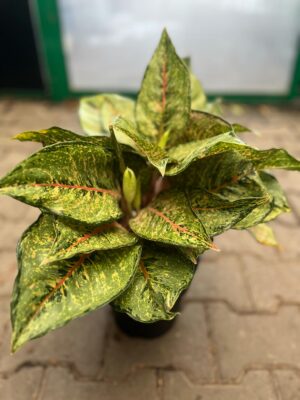 Aglaonema Pistachio Pink