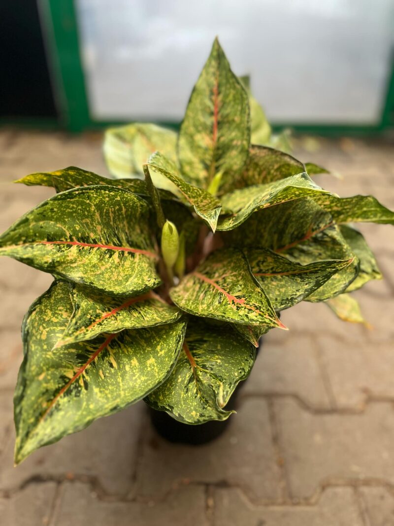 Aglaonema Pistachio Pink