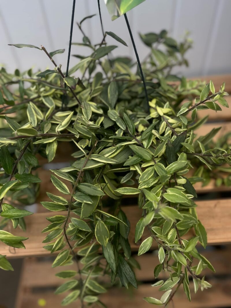 Aeschynanthus ‘Bolero Bicolore’ | Eszynantus