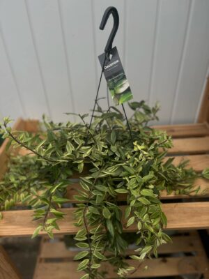 Aeschynanthus ‘Bolero Bicolore’ | Eszynantus