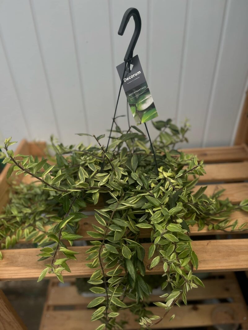 Aeschynanthus ‘Bolero Bicolore’ | Eszynantus