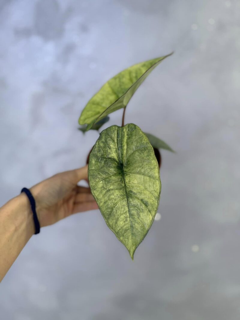 Alocasia Platinum Variegata