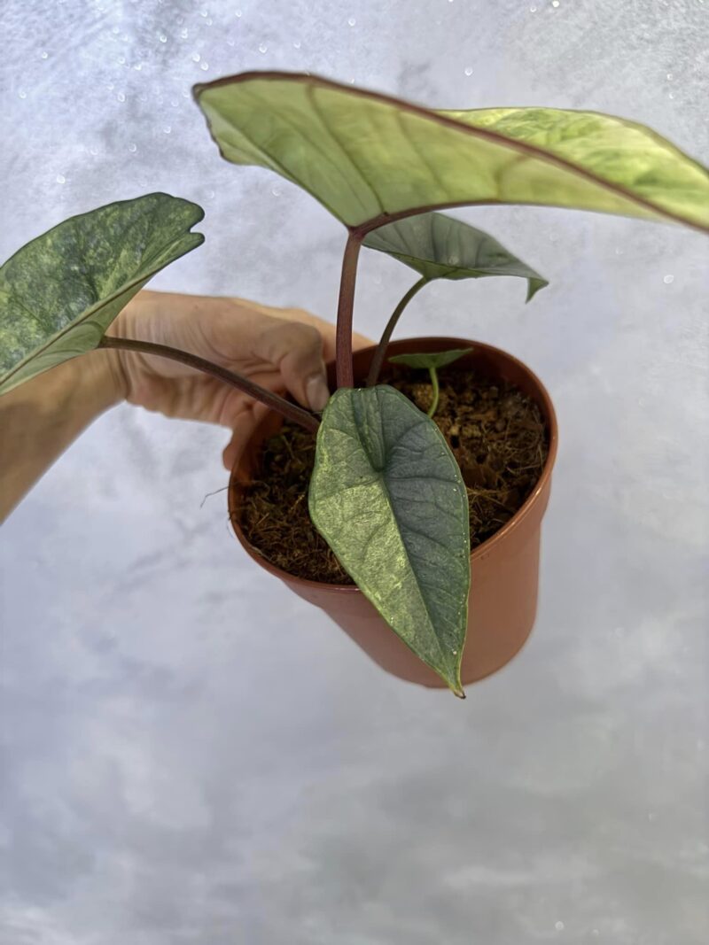 Alocasia Platinum Variegata