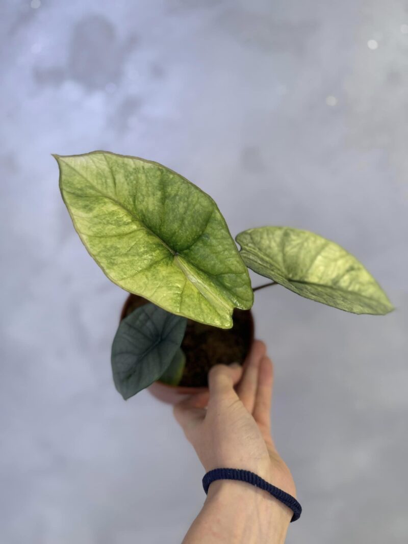 Alocasia Platinum Variegata