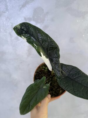 Alocasia Scalprum Albo Variegata