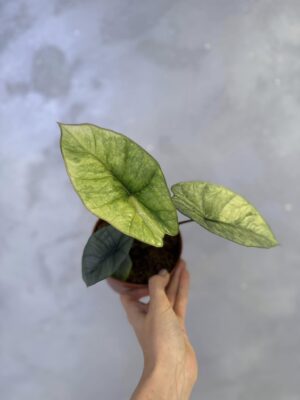 Alocasia Platinum Variegata