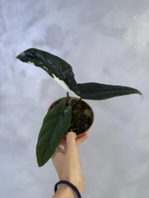 Alocasia Scalprum Albo Variegata