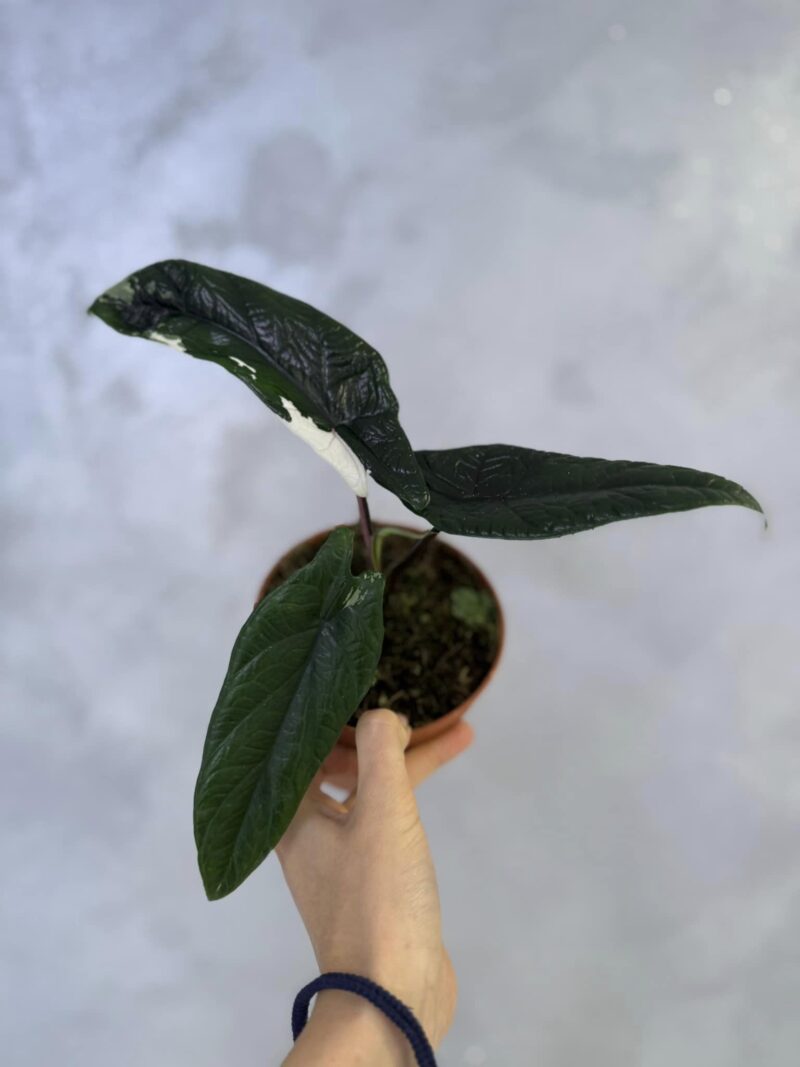 Alocasia Scalprum Albo Variegata