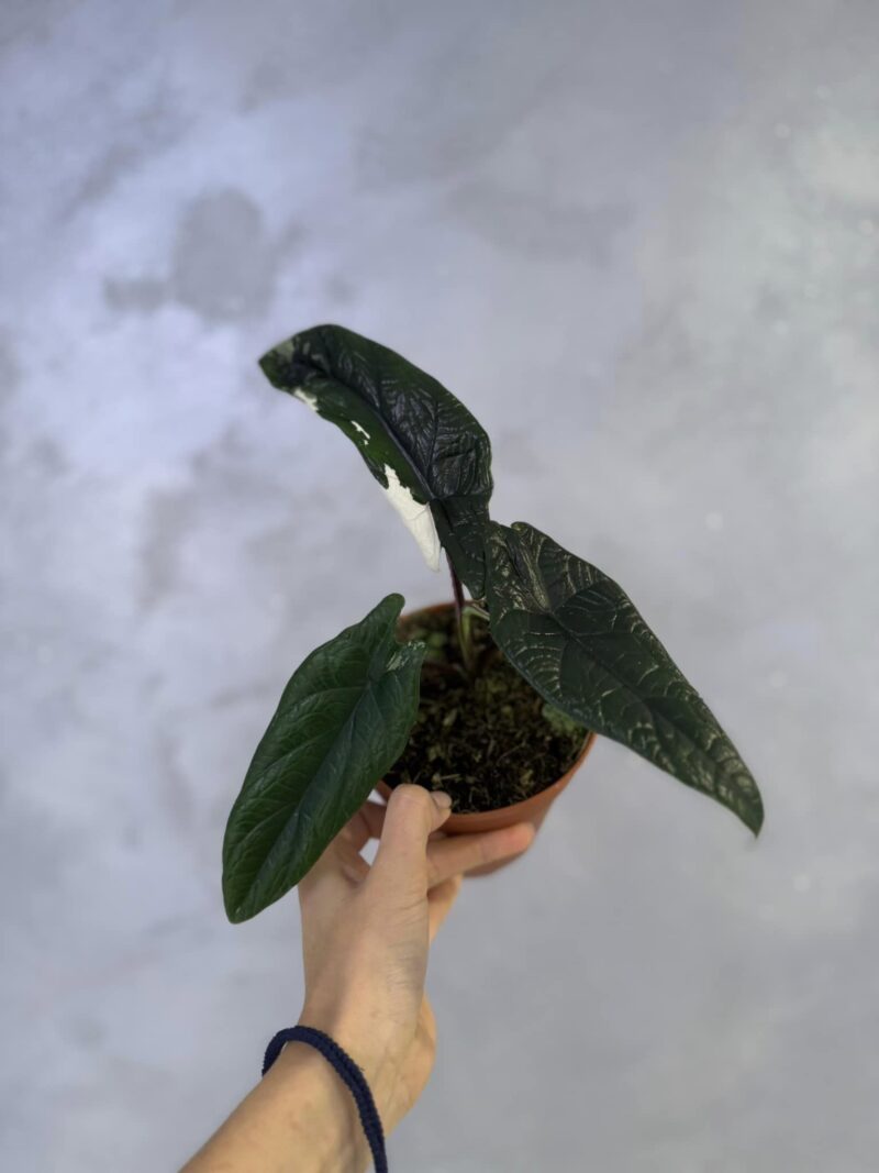 Alocasia Scalprum Albo Variegata