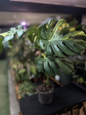 Monstera variegata aurea sport z nasion XL