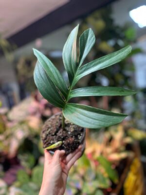 Rhaphidophora decursiva