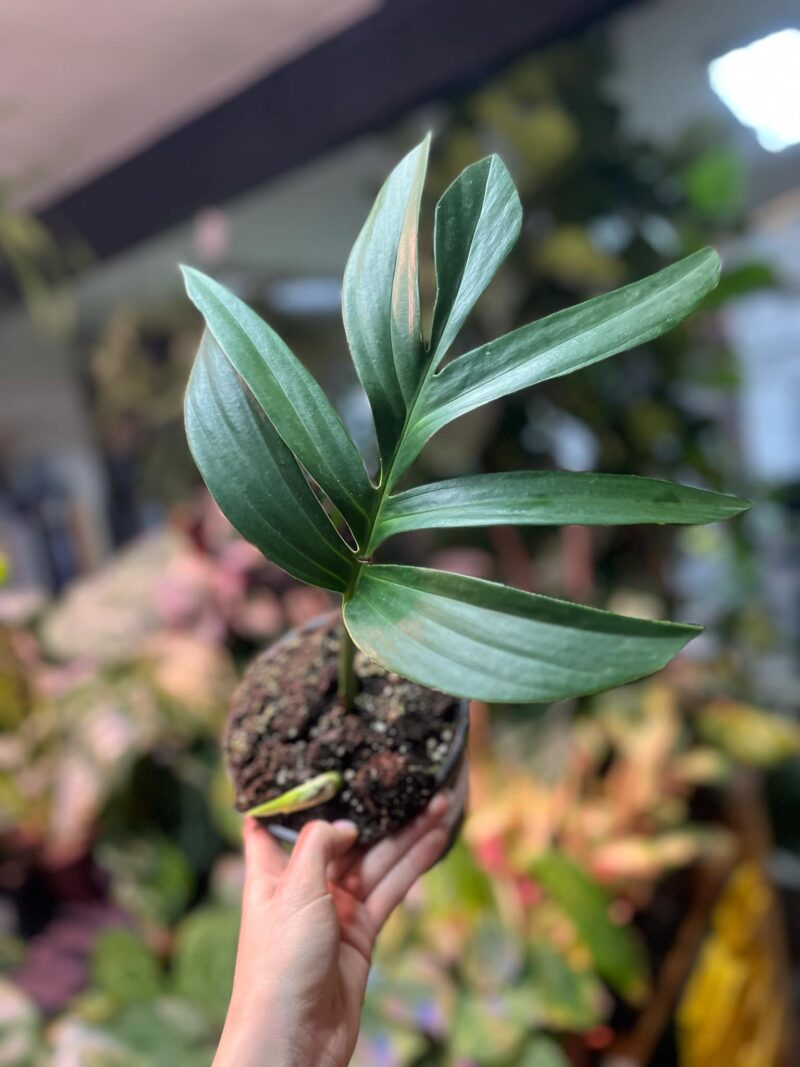 Rhaphidophora decursiva