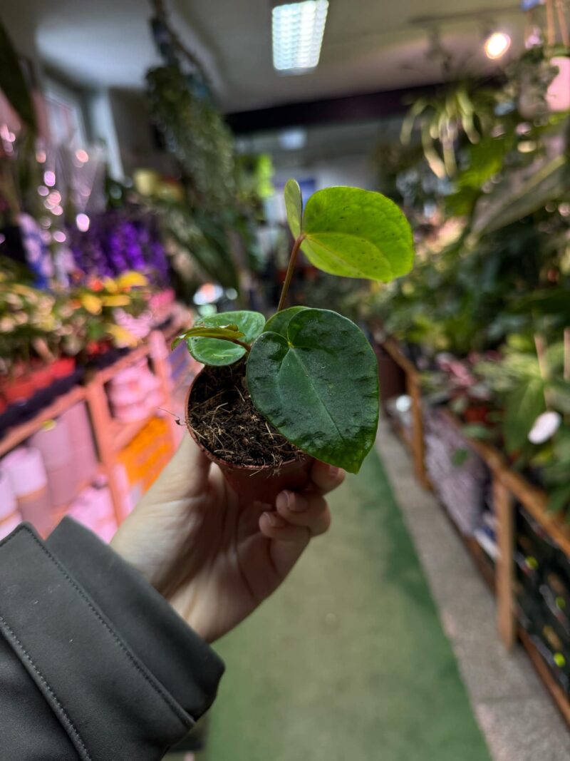 Anthurium magnificum x Dark Phoenix