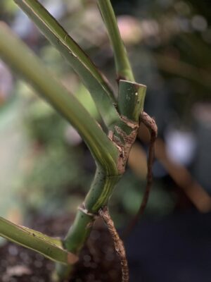 Monstera variegata aurea sport z nasion XL