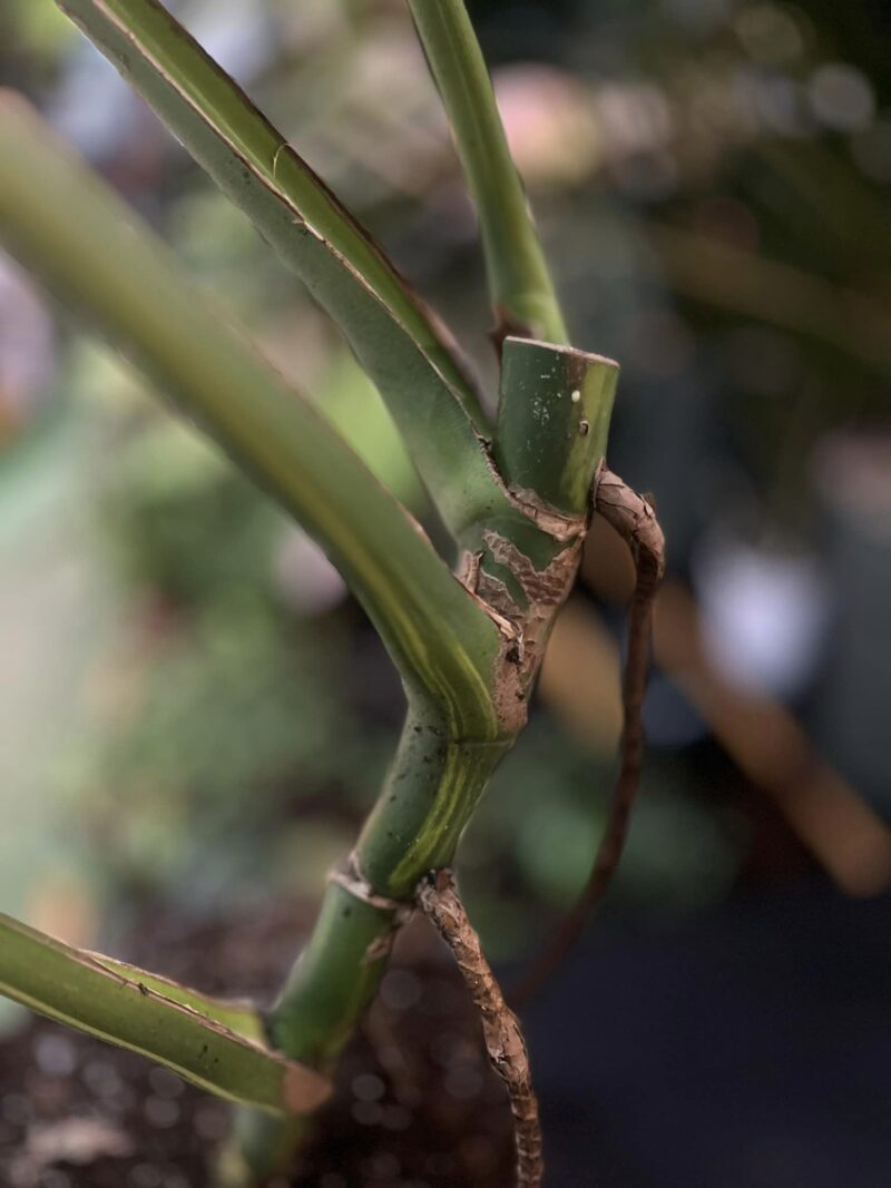 Monstera variegata aurea sport z nasion XL