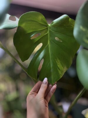Monstera variegata aurea sport z nasion XL
