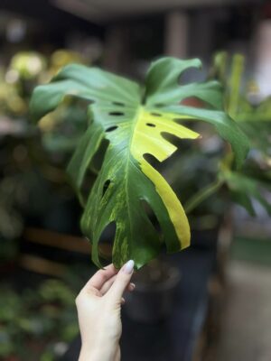 Monstera variegata aurea sport z nasion XL