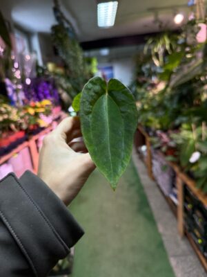Anthurium magnificum x Dark Phoenix