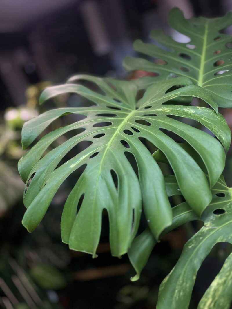 Monstera variegata aurea sport z nasion XL