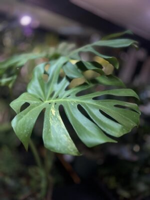 Monstera variegata aurea sport z nasion XL