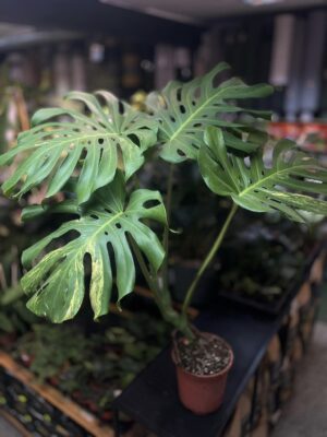 Monstera variegata aurea sport z nasion XL