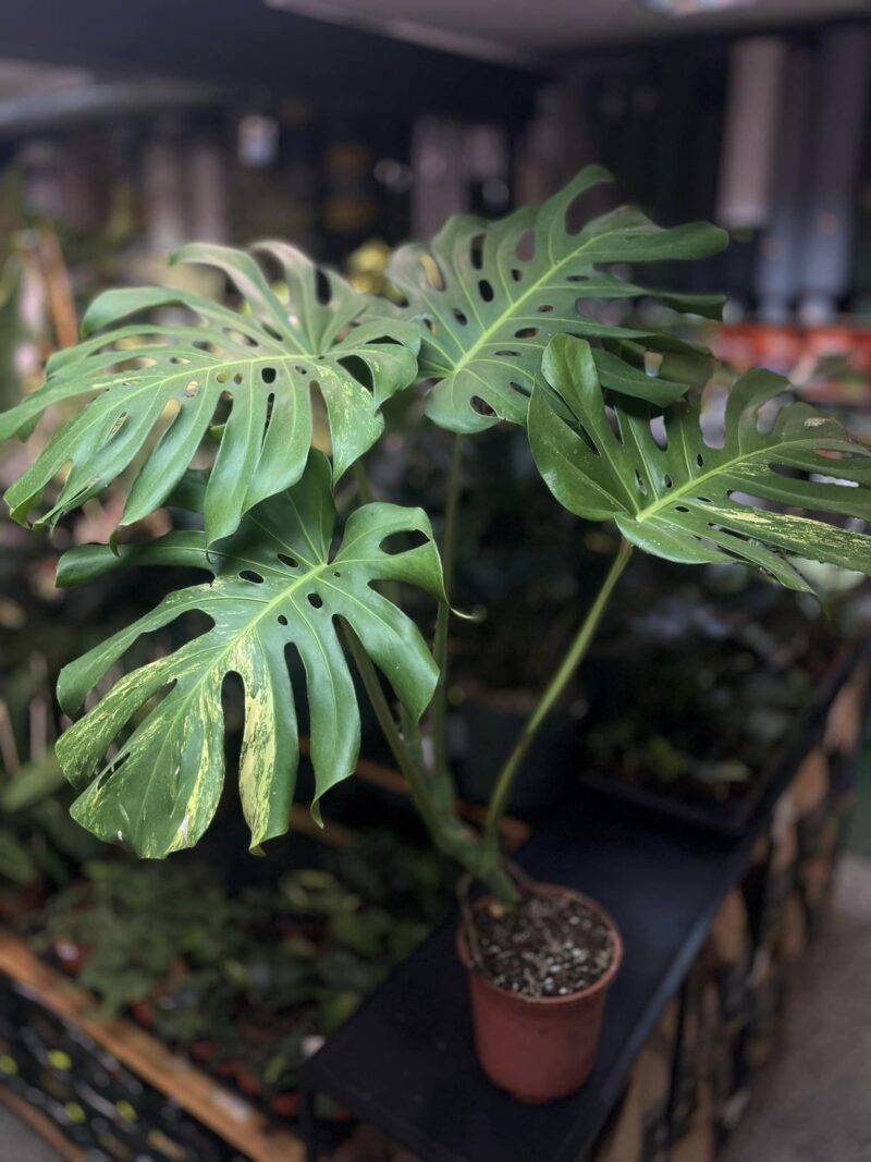 Monstera variegata aurea sport z nasion XL